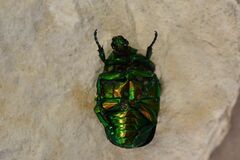 Protaetia speciosissima