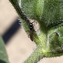 Campopleginae