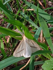 Rhodometra sacraria