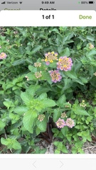 Lantana × strigocamara