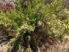 Baccharis sarothroides