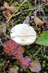 Russula