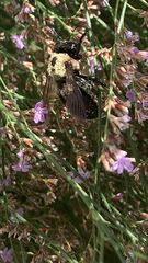Xylocopa virginica virginica