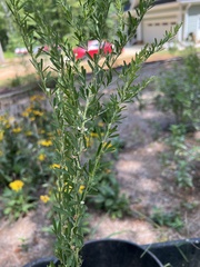 Lespedeza cuneata
