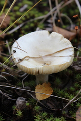 Russula