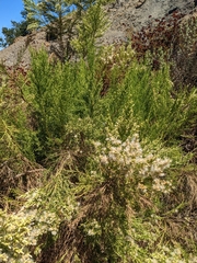 Baccharis sarothroides