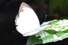 Leptophobia aripa