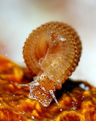 Triphora taeniolata