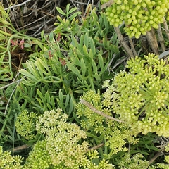 Crithmum maritimum