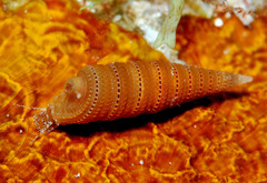 Triphora taeniolata