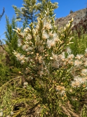 Baccharis sarothroides