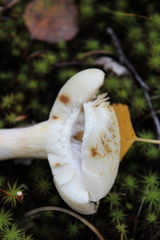 Russula