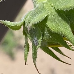 Tachysphex terminatus