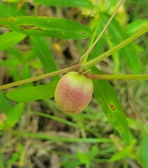 Ampelomyia vitispomum