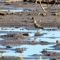 Calidris subruficollis