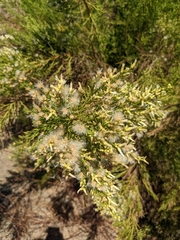 Baccharis sarothroides
