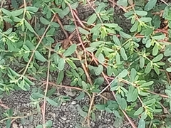 Euphorbia glyptosperma