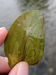Potamogeton amplifolius
