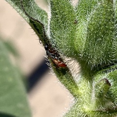 Campopleginae