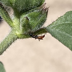 Campopleginae