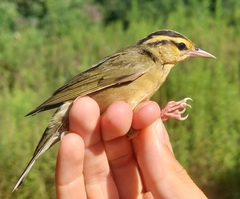 Helmitheros vermivorum