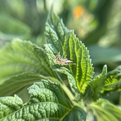 Zelus renardii
