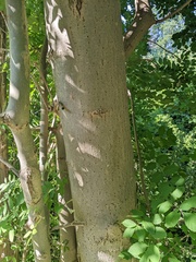 Fraxinus excelsior