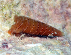 Triphora taeniolata
