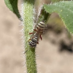 Clypeadon laticinctus