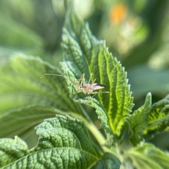 Zelus renardii
