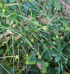 Ranunculus uncinatus