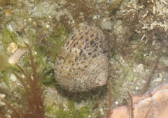 Tegula eiseni