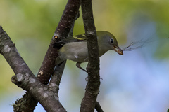 Setophaga pensylvanica
