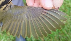 Helmitheros vermivorum