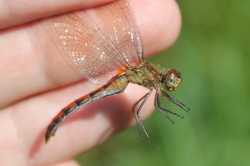 Ruby Meadowhawk