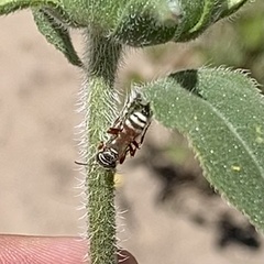 Clypeadon laticinctus