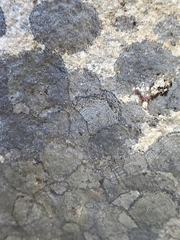 Rhizocarpon