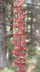 Pterospora andromedea