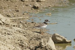 Charadrius hiaticula