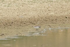 Charadrius hiaticula