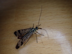 Mecoptera