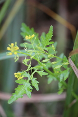 Rorippa palustris