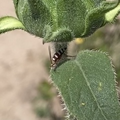 Clypeadon laticinctus