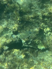 Diplodus sargus