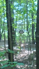 Gasteracantha cancriformis