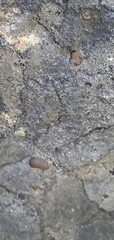 Rhizocarpon