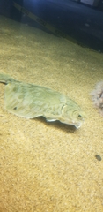 Pleuronichthys decurrens
