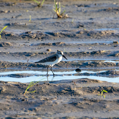 Calidris pusilla