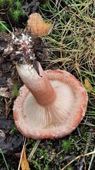 Lactarius torminosus