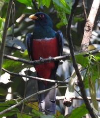 Trogon melanurus